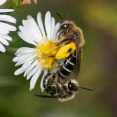 Andrena asteris