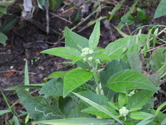 Phaedrotettix dumicola