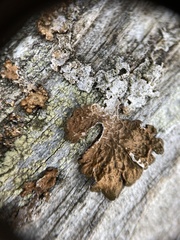 Melanelixia subaurifera