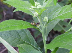 Phaedrotettix dumicola