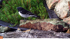 Melanodryas cucullata