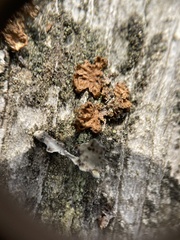 Melanelixia subaurifera