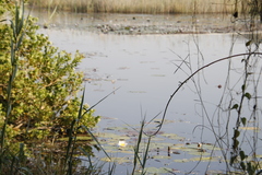 Nymphaea nouchali caerulea