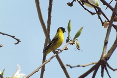 Spinus magellanicus