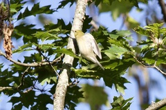 Leiothlypis peregrina