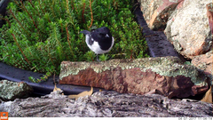 Melanodryas cucullata