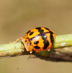 Harmonia octomaculata