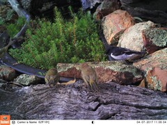 Melanodryas cucullata