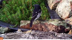 Melanodryas cucullata