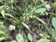 Ocyptamus antiphates