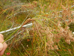 Scirpus cyperinus