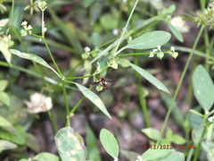 Ocyptamus antiphates