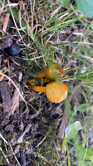 Gliophorus psittacinus