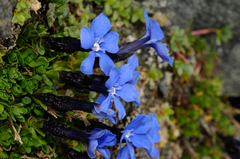 Gentiana bavarica