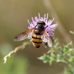 Volucella inanis