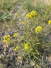 Sisymbrium loeselii