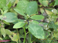 Ocyptamus dimidiatus