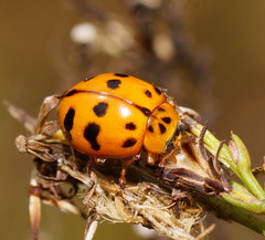 Harmonia octomaculata