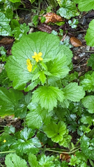 Geum macrophyllum