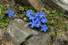 Gentiana bavarica