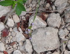 Verbena brasiliensis