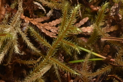 Rhytidiadelphus loreus