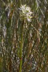 Triantha glutinosa
