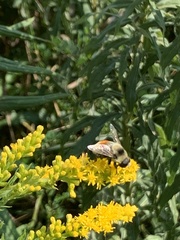 Eristalis flavipes