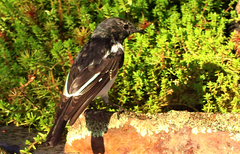 Melanodryas cucullata