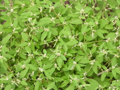Croton monanthogynus