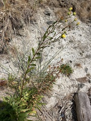 Grindelia integrifolia