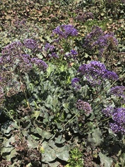Limonium perezii