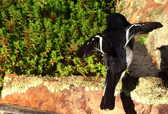 Melanodryas cucullata