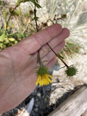 Grindelia integrifolia