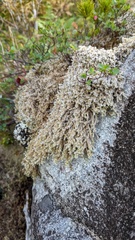 Racomitrium lanuginosum