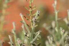 Pterocaulon sphacelatum