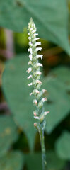 Spiranthes ovalis erostellata