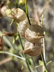 Scutellaria mexicana