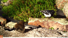 Melanodryas cucullata