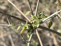 Scutellaria mexicana