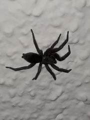 Scotophaeus blackwalli