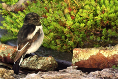 Melanodryas cucullata