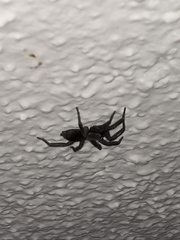 Scotophaeus blackwalli