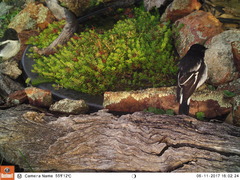 Melanodryas cucullata