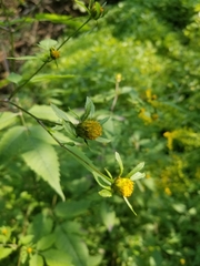 Bidens frondosa