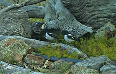 Melanodryas cucullata