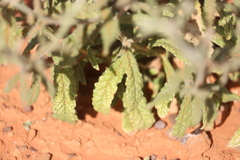 Pterocaulon sphacelatum