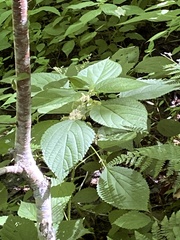 Urticaceae