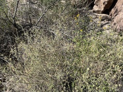 Scutellaria mexicana