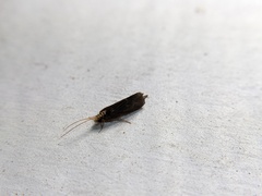 Polycentropodidae